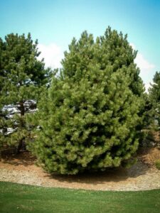 Сосна Чёрная (Pinus Nigra) купить по цене от 270.00р. в интернет-магазине «Посадика» с доставкой почтой в в Пущиное и по всей России – [изображение №1].