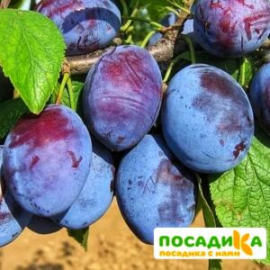 Слива Чачакская ранняя купить по цене от 229.00р. в интернет-магазине «Посадика» с доставкой почтой в в Пущиное и по всей России – [изображение №1].