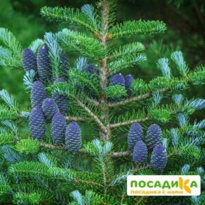 Пихта корейская (Abies koreana) купить по цене от 450.00р. в интернет-магазине «Посадика» с доставкой почтой в в Пущиное и по всей России – [изображение №1].