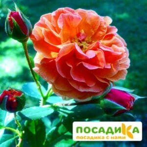 Роза Арабия купить по цене от 350.00р. в интернет-магазине «Посадика» с доставкой почтой в в Пущиное и по всей России – [изображение №1].