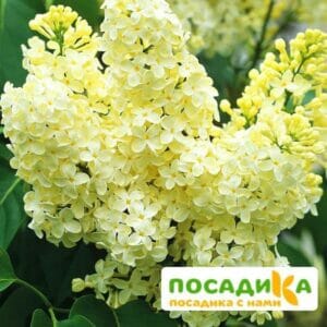 Сирень Примроуз (Primrose) купить по цене от 529.00р. в интернет-магазине «Посадика» с доставкой почтой в в Пущиное и по всей России – [изображение №1].