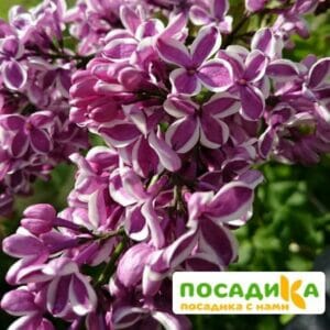 Сирень Сенсация купить по цене от 529.00р. в интернет-магазине «Посадика» с доставкой почтой в в Пущиное и по всей России – [изображение №1].