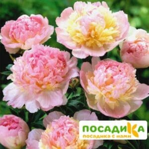 Пион Распберри Сандей (Paeonia Raspberry Sundae) купить по цене от 959р. в интернет-магазине «Посадика» с доставкой почтой в в Пущиное и по всей России – [изображение №1].