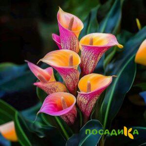 Калла Оникс купить по цене от 450р. в интернет-магазине «Посадика» с доставкой почтой в в Пущиное и по всей России – [изображение №1].