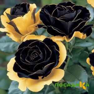 Роза Ханни Сикл купить по цене от 700р. в интернет-магазине «Посадика» с доставкой почтой в в Пущиное и по всей России – [изображение №1].