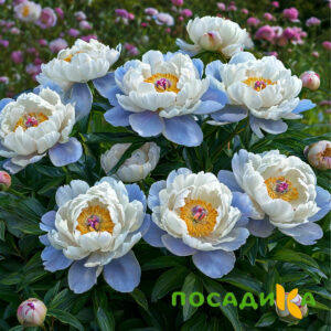 Пион акварельный Этюд купить по цене от 806р. в интернет-магазине «Посадика» с доставкой почтой в в Пущиное и по всей России – [изображение №1].