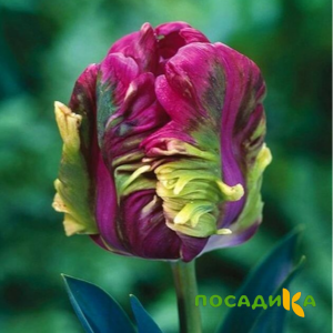 Тюльпан Экзотик Хэвен купить по цене от 186р. в интернет-магазине «Посадика» с доставкой почтой в в Пущиное и по всей России – [изображение №1].