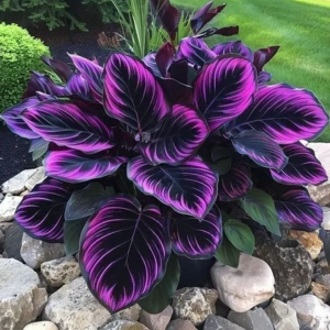 Хоста Люминоза купить по цене от 450р. в интернет-магазине «Посадика» с доставкой почтой в в Пущиное и по всей России – [изображение №1].