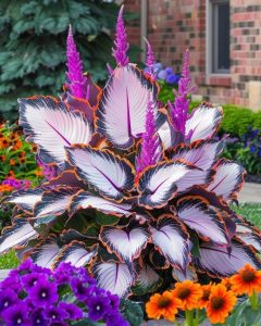 Хоста Кримэн Дрим купить по цене от 549р. в интернет-магазине «Посадика» с доставкой почтой в в Пущиное и по всей России – [изображение №1].