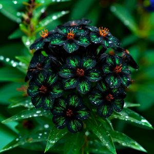 Флокс Ривьера купить по цене от 299р. в интернет-магазине «Посадика» с доставкой почтой в в Пущиное и по всей России – [изображение №1].