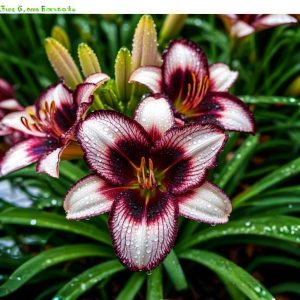 Лилейник Крим Сикл купить по цене от 799р. в интернет-магазине «Посадика» с доставкой почтой в в Пущиное и по всей России – [изображение №1].