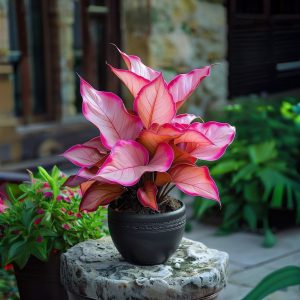 Хоста Розовая Симфония купить по цене от 800р. в интернет-магазине «Посадика» с доставкой почтой в в Пущиное и по всей России – [изображение №1].