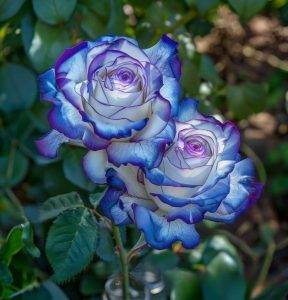 Роза Пэтолз Хоуп купить по цене от 333р. в интернет-магазине «Посадика» с доставкой почтой в в Пущиное и по всей России – [изображение №1].