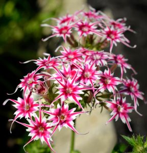 Флокс Метельчатый Путь купить по цене от 456р. в интернет-магазине «Посадика» с доставкой почтой в в Пущиное и по всей России – [изображение №1].