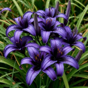 Лилейник Блю Айрис купить по цене от 324р. в интернет-магазине «Посадика» с доставкой почтой в в Пущиное и по всей России – [изображение №1].