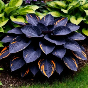 Хоста Умбра купить по цене от 349р. в интернет-магазине «Посадика» с доставкой почтой в в Пущиное и по всей России – [изображение №1].