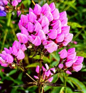 Флокс Бутоник купить по цене от 461р. в интернет-магазине «Посадика» с доставкой почтой в в Пущиное и по всей России – [изображение №1].