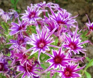 Флокс Звездное Кружево купить по цене от 361р. в интернет-магазине «Посадика» с доставкой почтой в в Пущиное и по всей России – [изображение №1].