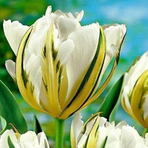 Тюльпан Экзотик Пуруссима купить по цене от 305р. в интернет-магазине «Посадика» с доставкой почтой в в Пущиное и по всей России – [изображение №1].