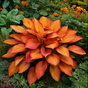 Хоста Солнечный Нектар купить по цене от 605р. в интернет-магазине «Посадика» с доставкой почтой в в Пущиное и по всей России – [изображение №1].