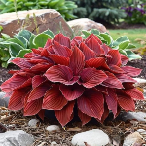 Хоста Рэд Эйнджл купить по цене от 549р. в интернет-магазине «Посадика» с доставкой почтой в в Пущиное и по всей России – [изображение №1].