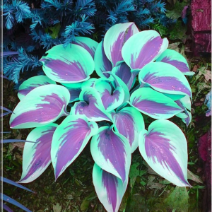 Хоста Висперин Бьюти купить по цене от 379р. в интернет-магазине «Посадика» с доставкой почтой в в Пущиное и по всей России – [изображение №1].