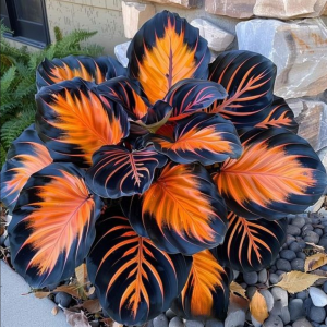 Хоста Сикрет Форест купить по цене от 601р. в интернет-магазине «Посадика» с доставкой почтой в в Пущиное и по всей России – [изображение №1].