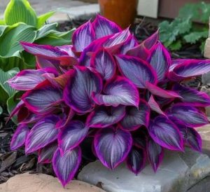 Хоста Сикрет Гарденс купить по цене от 549р. в интернет-магазине «Посадика» с доставкой почтой в в Пущиное и по всей России – [изображение №1].