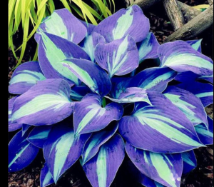 Хоста Аурелия купить по цене от 450р. в интернет-магазине «Посадика» с доставкой почтой в в Пущиное и по всей России – [изображение №1].