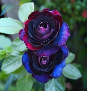 Роза Скарлет Рэвери купить по цене от 489р. в интернет-магазине «Посадика» с доставкой почтой в в Пущиное и по всей России – [изображение №1].