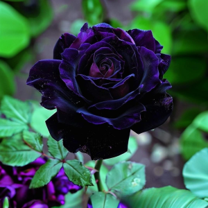 Роза Блэк Пантер купить по цене от 319р. в интернет-магазине «Посадика» с доставкой почтой в в Пущиное и по всей России – [изображение №1].
