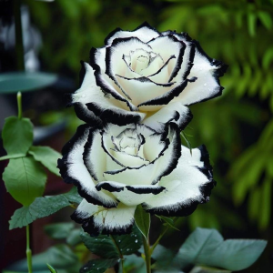 Роза Силк Ивин купить по цене от 319р. в интернет-магазине «Посадика» с доставкой почтой в в Пущиное и по всей России – [изображение №1].