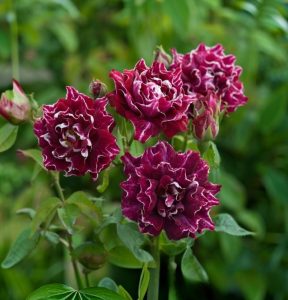 Роза Опаловый Пейзаж купить по цене от 490р. в интернет-магазине «Посадика» с доставкой почтой в в Пущиное и по всей России – [изображение №1].