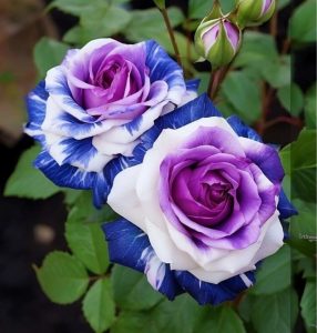 Роза Айвори Каскад купить по цене от 420р. в интернет-магазине «Посадика» с доставкой почтой в в Пущиное и по всей России – [изображение №1].