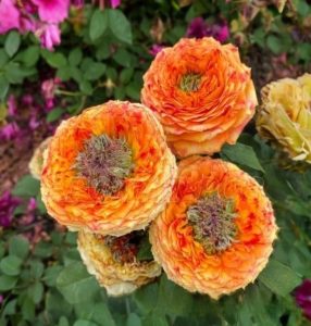 Роза Золотой Мираж купить по цене от 420р. в интернет-магазине «Посадика» с доставкой почтой в в Пущиное и по всей России – [изображение №1].